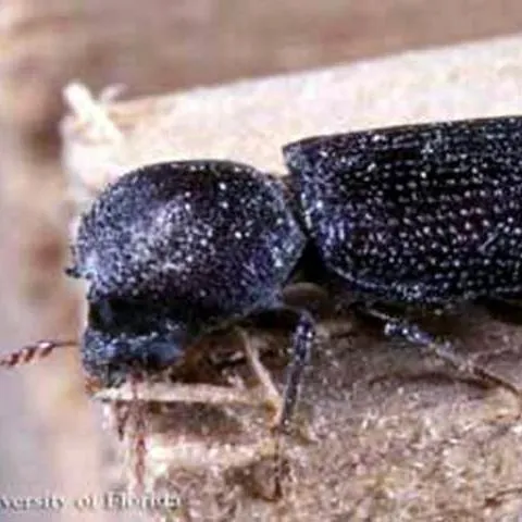 thumbnail for publication: An Oriental Wood Borer, Heterobostrychus aequalis (Waterhouse) (Insecta: Coleoptera: Bostrichidae)